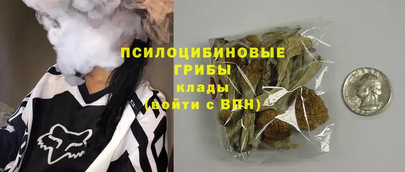 купить наркотики сайты  Полярный  Псилоцибиновые грибы Psilocybe 